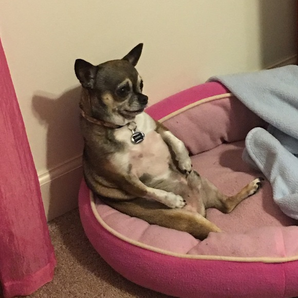 Meet your Posher, Emmy - Picture 2 of 2