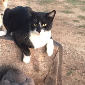 Meet your Posher, Veronica