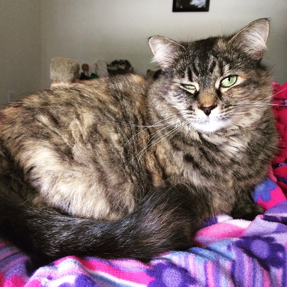 Meet your Posher, Allison