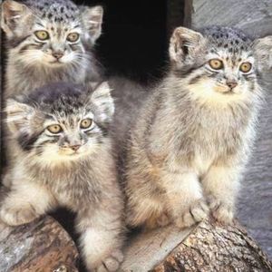 Meet your Posher, Teresa