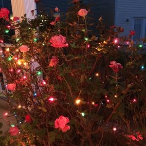 Meet your Posher, Courtney