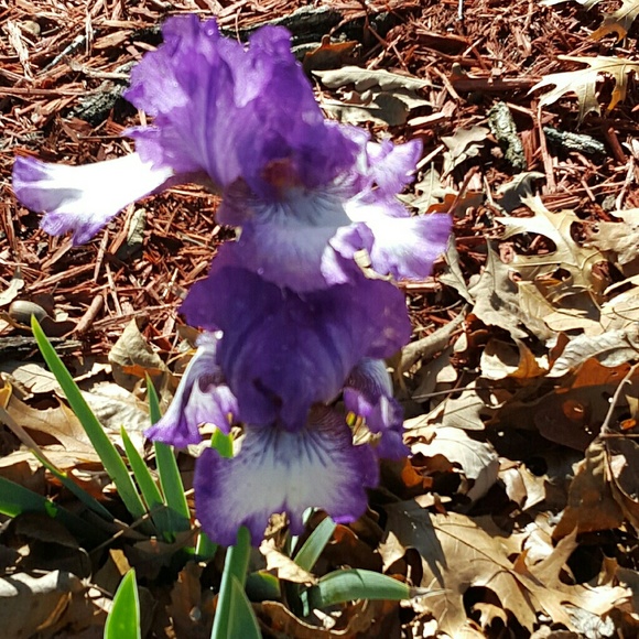 Meet your Posher, Donna - Picture 1 of 1