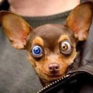 Meet your Posher, Isaiah