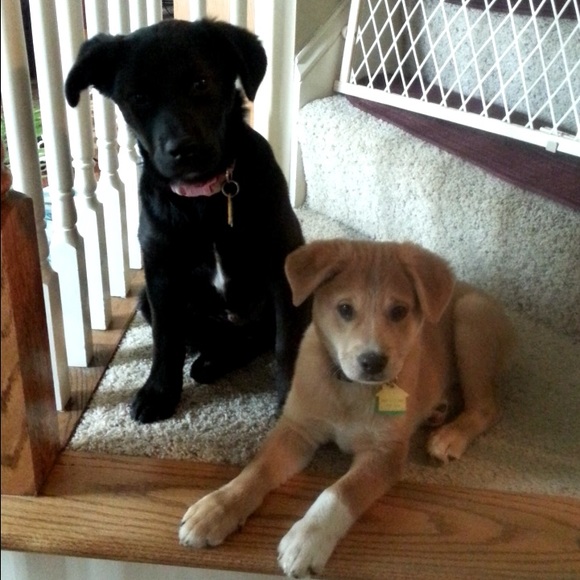 Meet your posher, Ashley - Picture 3 of 4