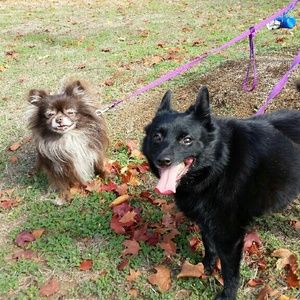 Meet your Posher, Penny