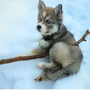 Meet your Posher, Violet