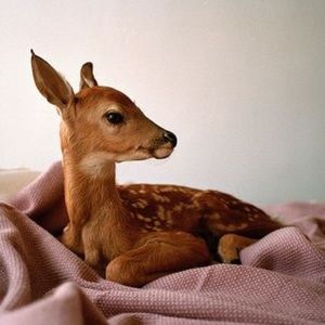 💗Bundle for Addy💗