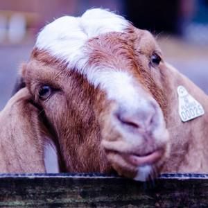 Meet your Posher, Joanne