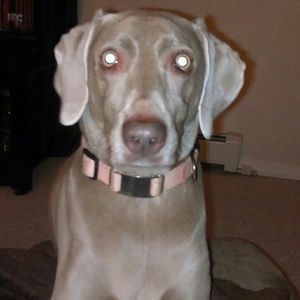 Meet your Posher, Shelly