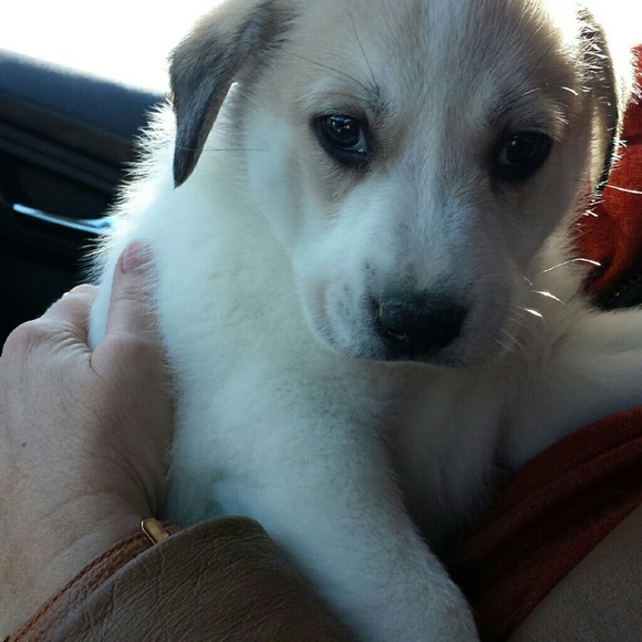 Meet your Posher, Jane - Picture 1 of 1