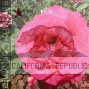 Meet your Posher, Ray