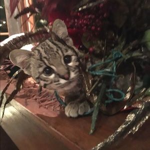 Meet your Posher, Laurel