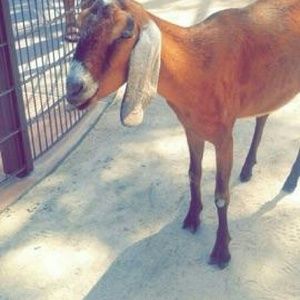 Meet your Posher, Abby