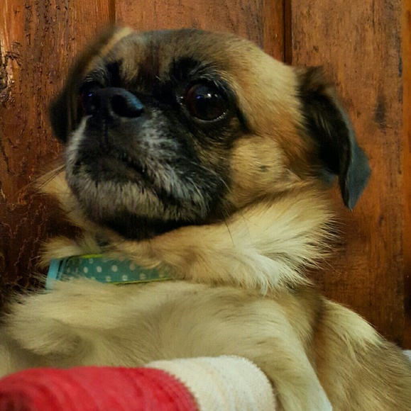 Meet your Posher, Diana - Picture 1 of 1