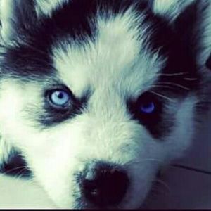 Meet your Posher, Chavez