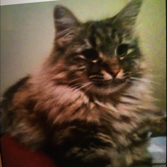 Meet your Posher, Glenda - Picture 4 of 5