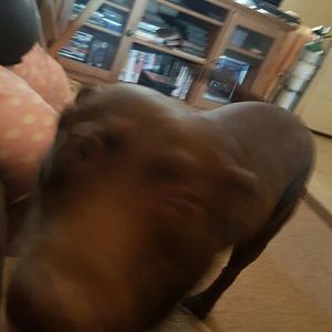 Meet your Posher, David