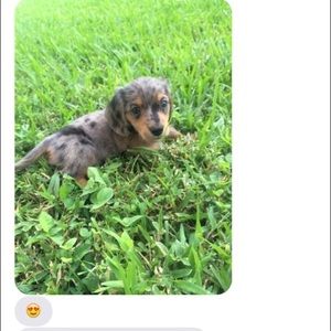 Meet your Posher, Mia