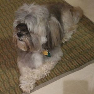 Meet your Posher, Susan