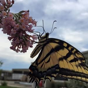 Meet your Posher, Brandy