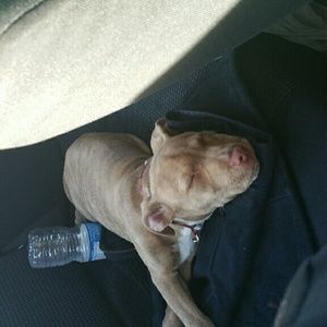 Meet your Posher, Sade