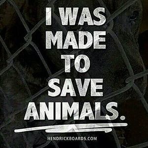 Meet your Posher, Grayce