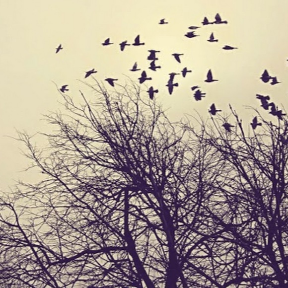 Meet your Posher, Elisa