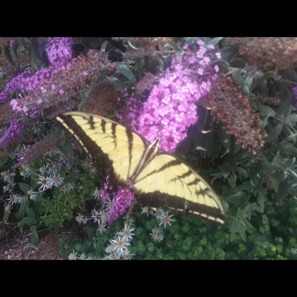 Meet your Posher, Earthgarden - Picture 2 of 4