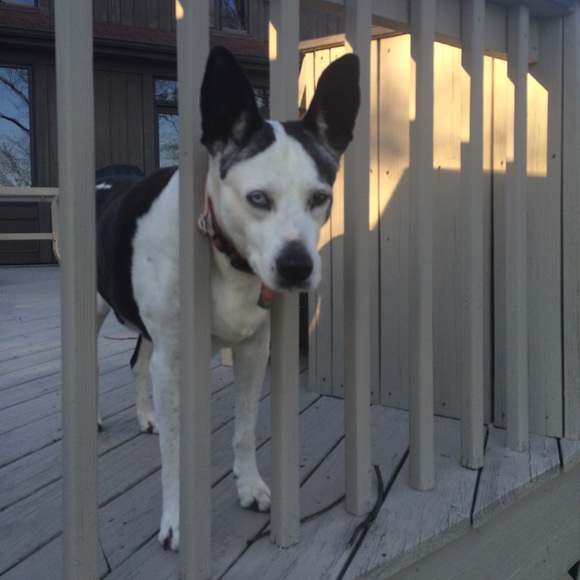 Meet your Posher, Penny (and Fancy, wonderdog) - Picture 3 of 4