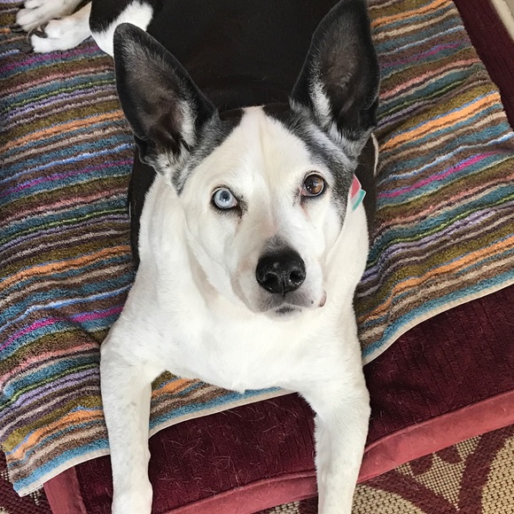 Meet your Posher, Penny (and Fancy, wonderdog) - Picture 4 of 4