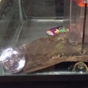 Aquatic products