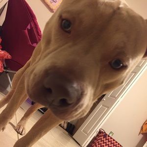 Meet your Posher, Bruno