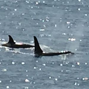 Meet your Posher, Pam