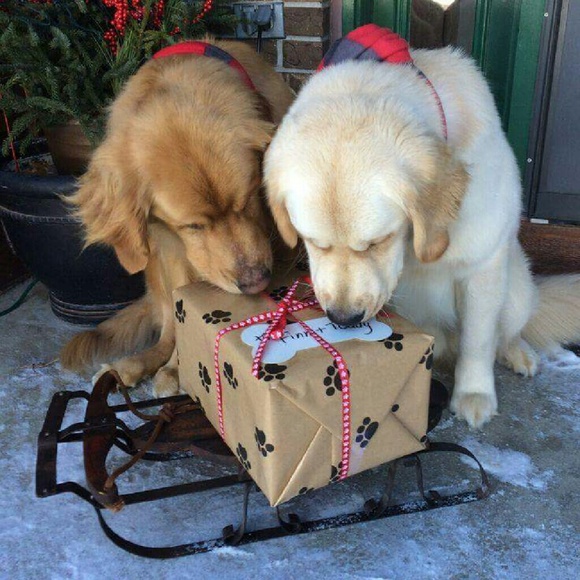 Meet your Posher, Loren