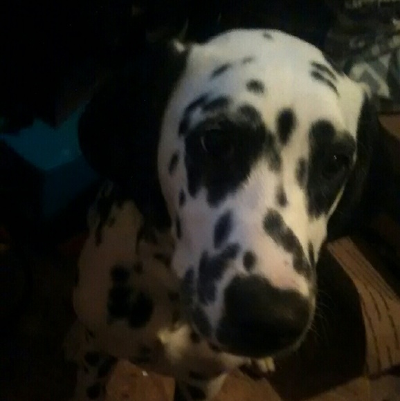 Meet your Posher, Jess