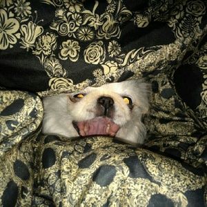 Meet your Posher, Lilly