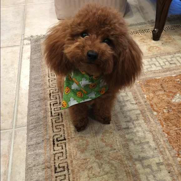 Meet your Posher, Lindsay