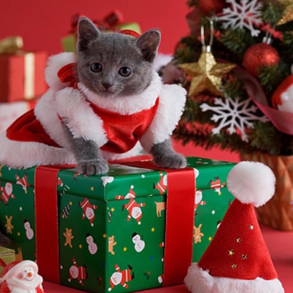 🎄HOLIDAY SHIPPING INFO🎄