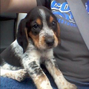 Meet your Posher, Josie