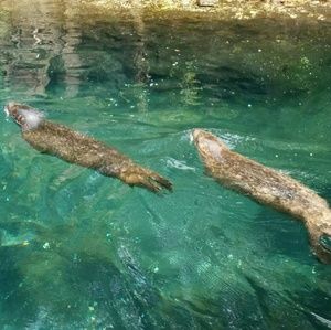 Meet your Posher, Kevin