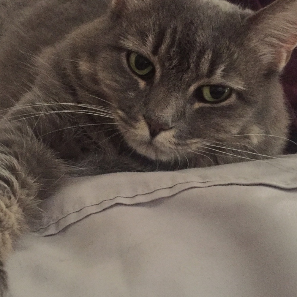 Meet your Posher, Abby