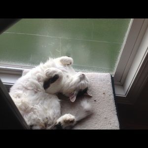 Meet your Posher, Rosie