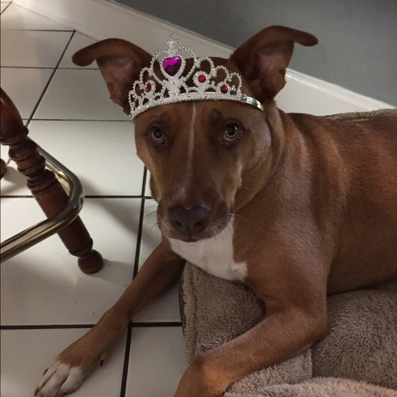 Meet your Posher, Katie - Picture 3 of 4