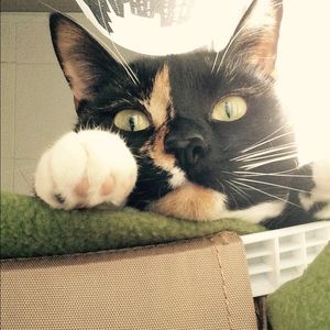 Meet your Posher, Ashley