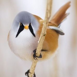 Meet your Posher, Maggie