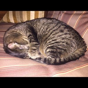 Meet your Posher, Petra