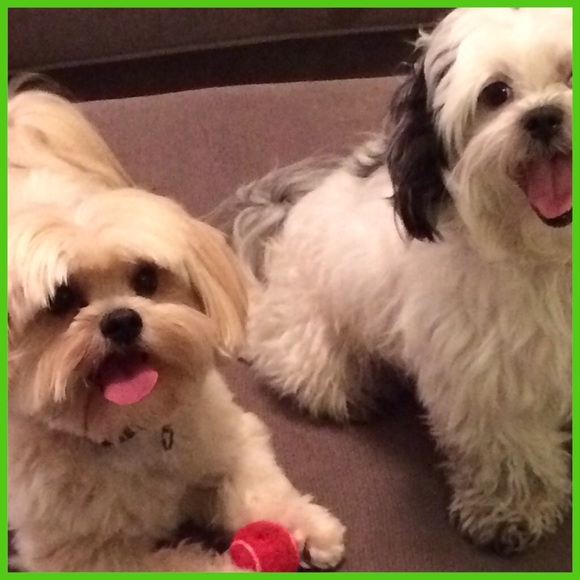 Love from Gizmo & Scamp 🐾🐶