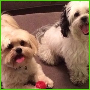 Love from Gizmo & Scamp 🐾🐶