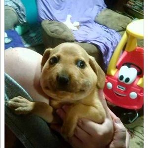 Meet your Posher, Sofia