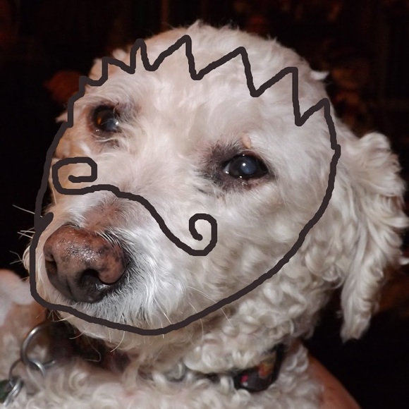 Meet your Posher, Bob - Picture 1 of 1